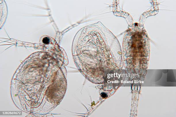 waterflea - daphnia stock pictures, royalty-free photos & images