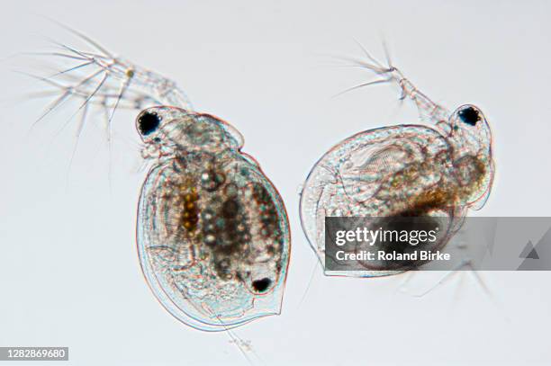 waterfleas - daphnia stock pictures, royalty-free photos & images