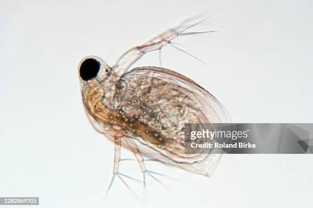 waterflea - daphnia stock pictures, royalty-free photos & images