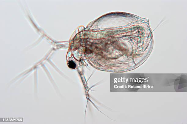 waterflea - daphnia stock pictures, royalty-free photos & images