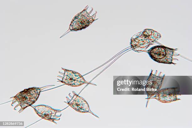 Rotivera 93 Rotifera Stock Photos, High-Res Pictures, and Images - Getty Images