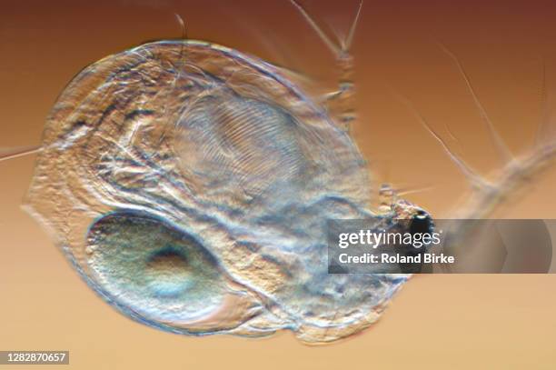 waterflea - daphnia stock pictures, royalty-free photos & images