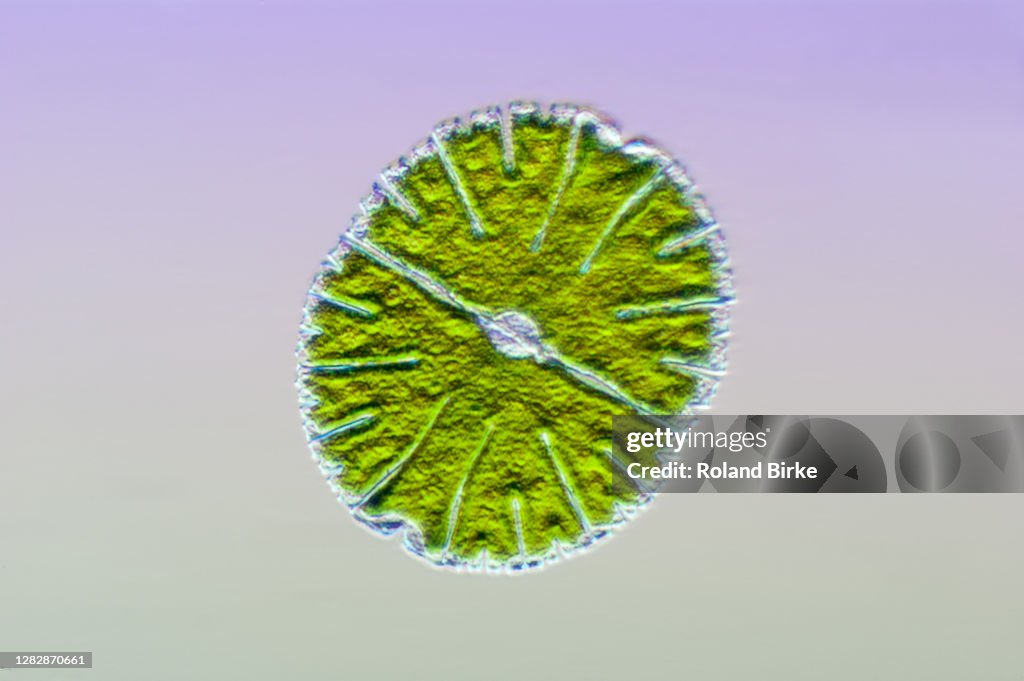 Micrasterias green algae