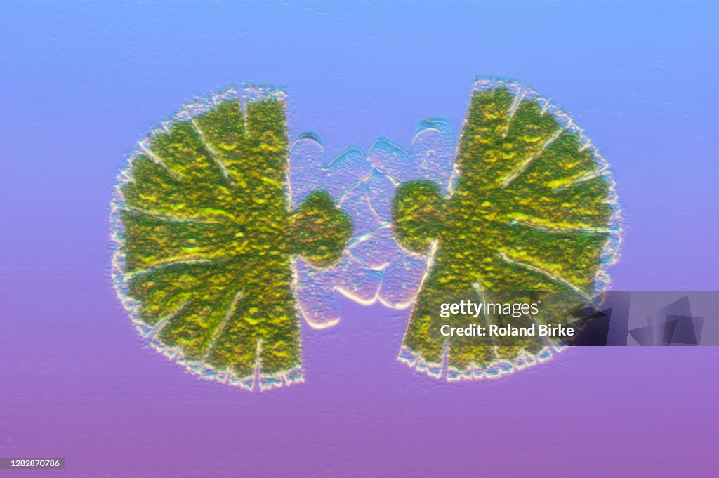 Micrasterias green algae