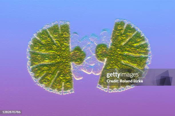 Micrasterias Green Algae High-Res Stock Photo