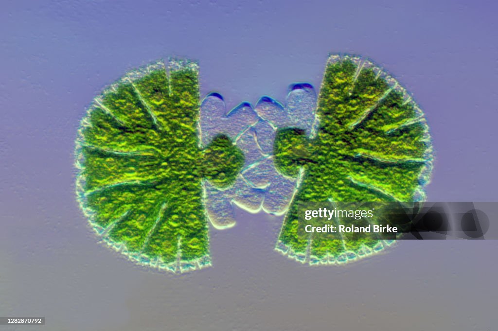 Micrasterias green algae