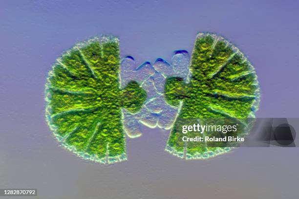 Micrasterias Green Algae High-Res Stock Photo