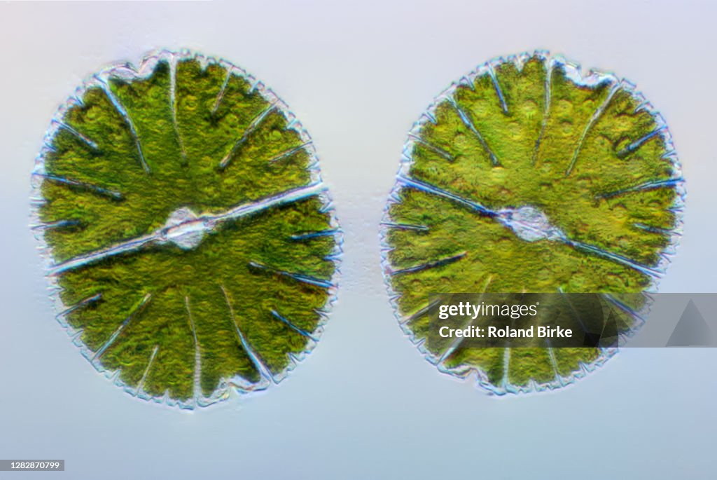 Micrasterias green algae