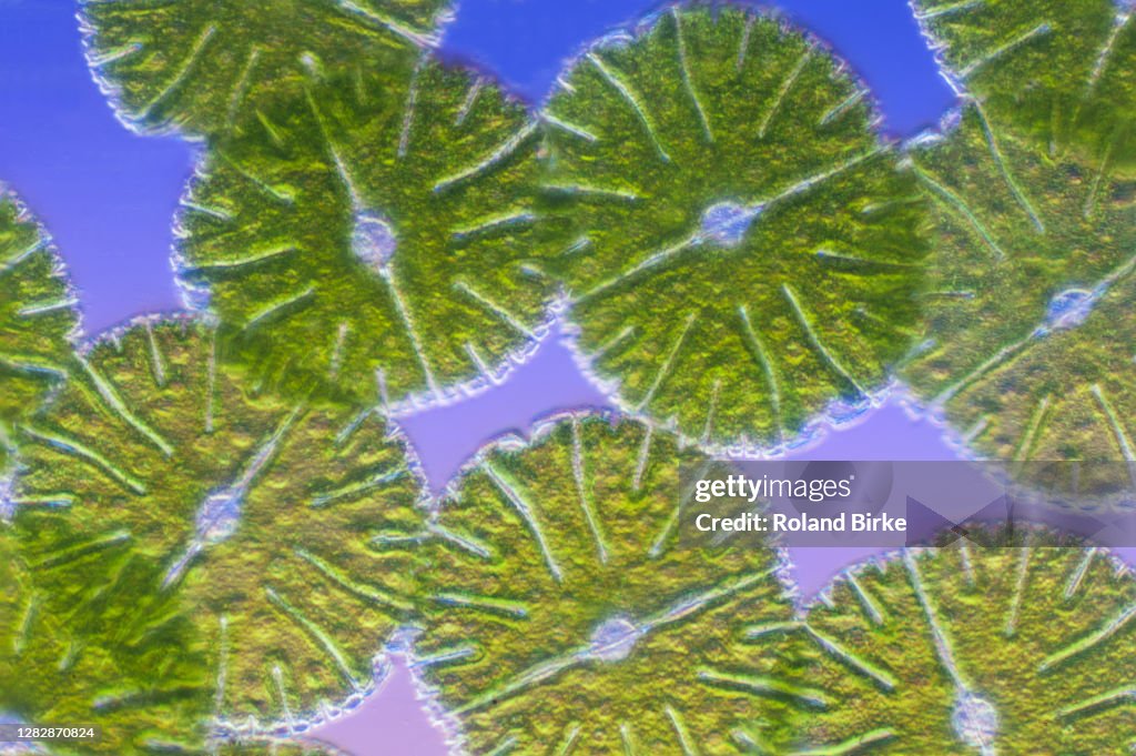Micrasterias green algae