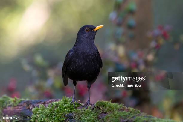 blackbird (turdus merula) - blackbird stock pictures, royalty-free photos & images