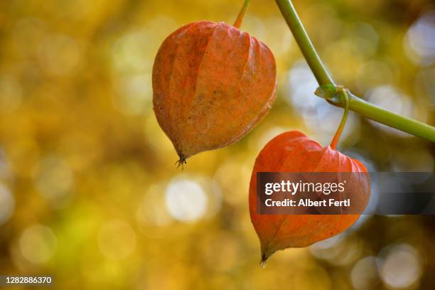 lampionpflanze - chinese lantern lily 個照片及圖片檔