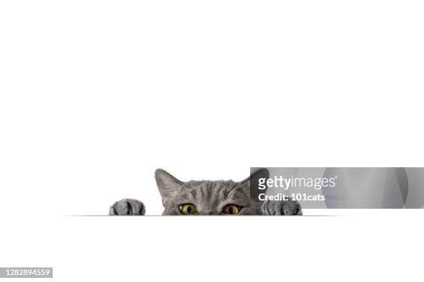 gato obeso travieso de ojos grandes mirando el objetivo. - cat ears fotografías e imágenes de stock