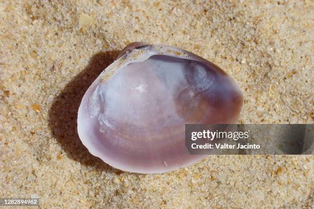 Trough Shell Photos and Premium High Res Pictures - Getty Images