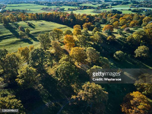 hills in autumn color - forest denmark stock pictures, royalty-free photos & images