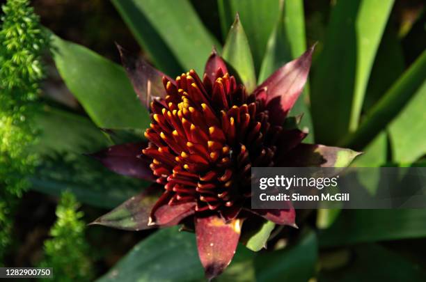 red and yellow flower bract of the guzmania conifera bromeliad - conifera stockfoto's en -beelden