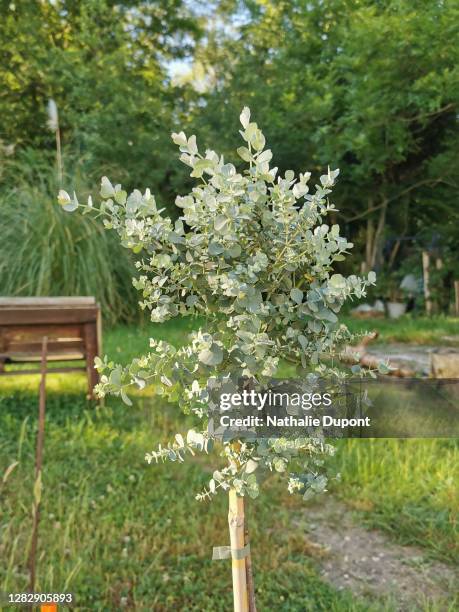 eucalyptus in a garden - eucalyptus stock pictures, royalty-free photos & images