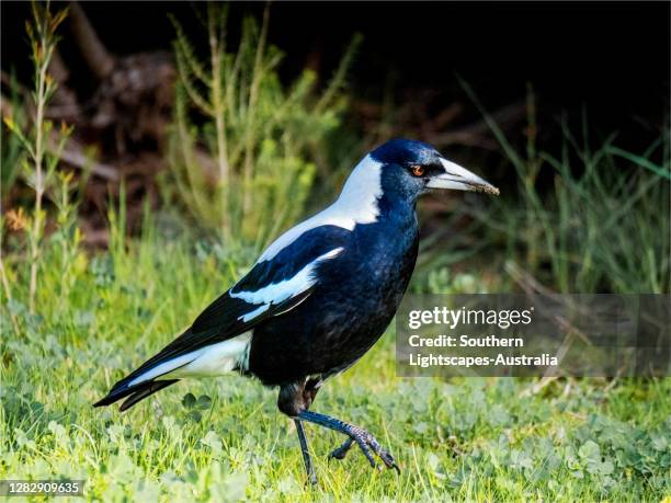 australian magpie, victoria, australia. - ekster stockfoto's en -beelden