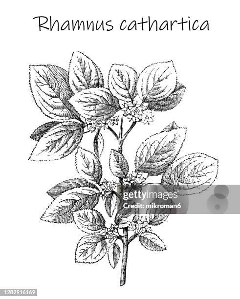 old engraved illustration of botany, the buckthorn (rhamnus cathartica) - rhamnus cathartica stock pictures, royalty-free photos & images