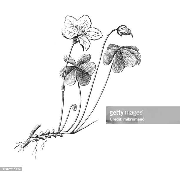 old engraved illustration of botany, the wood sorrel, common wood sorrel (oxalis acetosella) - acederilla fotografías e imágenes de stock