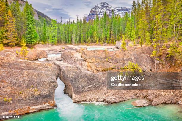 natural bridge och kicking horse river yoho national park kanada - yoho national park bildbanksfoton och bilder