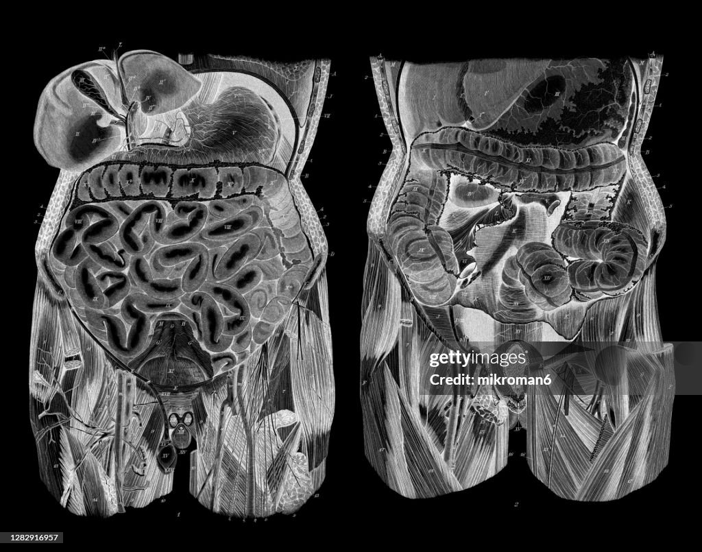 Old Engraved Illustration Of The Human Abdomen Internal Organs High-Res ...