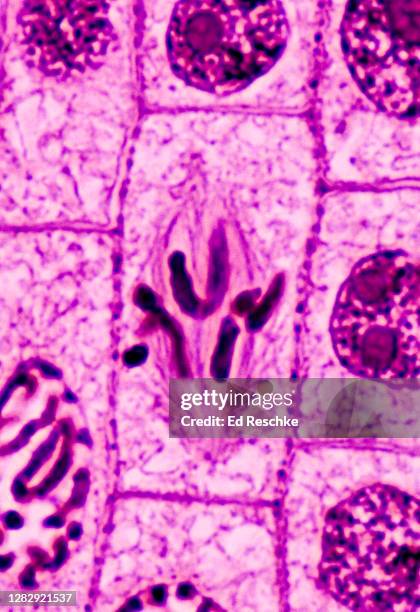 cell division (mitosis) in a plant, metaphase, onion (allium) root tip, 400x - spoelfiguur stockfoto's en -beelden