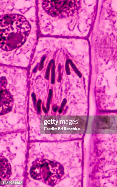 cell division (mitosis) in a plant, anaphase, onion (allium) root tip, 400x - spoelfiguur stockfoto's en -beelden
