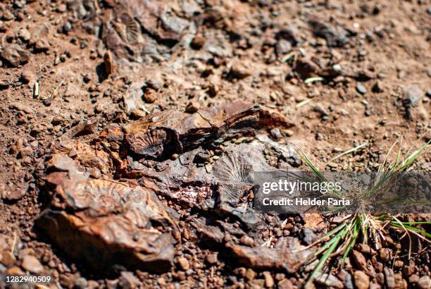 shell fossil - cephalopod stock pictures, royalty-free photos & images