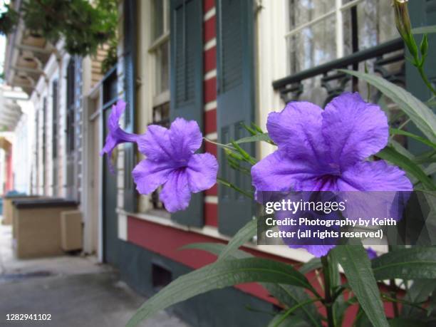 purple flowers - garden district new orleans stock pictures, royalty-free photos & images