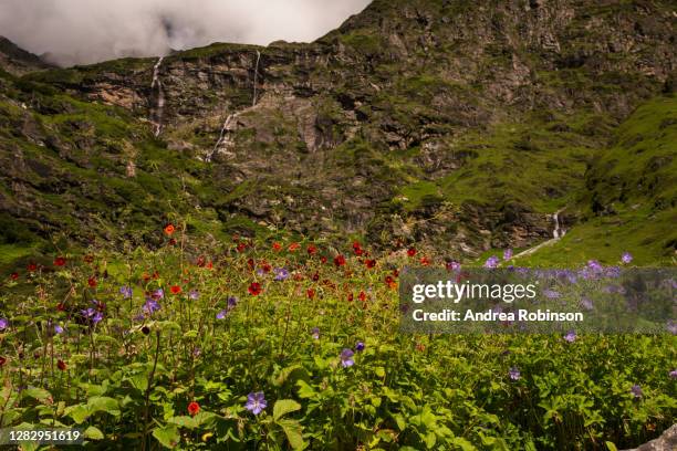 potentilla atrosanguinea and geranium wallichianum growing in the valley of flowers in the himalayas - valley of flowers uttarakhand stock pictures, royalty-free photos & images