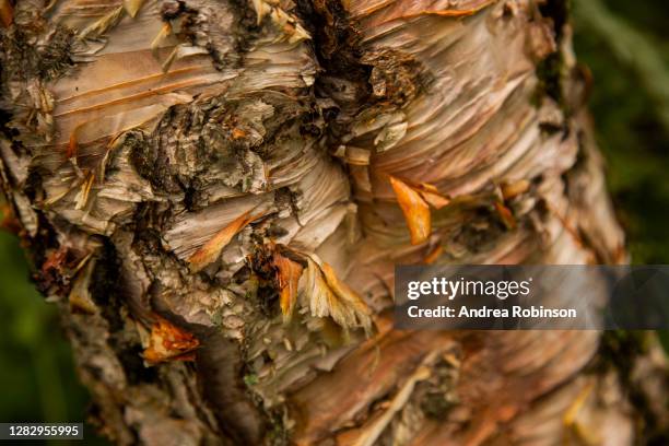 papery trunk of betula utilus, himalayan birch growing in the valley of flowers in the himalayas - himalayan birch stock pictures, royalty-free photos & images