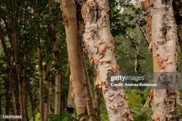 papery trunks of betula utilus, himalayan birch growing in the valley of flowers in the himalayas - himalayan birch stock pictures, royalty-free photos & images