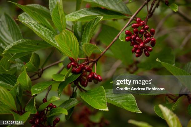 red berries on berberis aristata, indian barberry growing in the valley of flowers in the himalayas - famiglia delle berberidacee foto e immagini stock