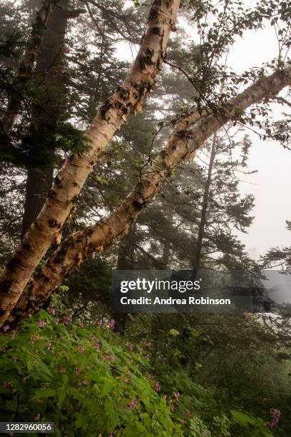 betula utilus, himalayan birch growing in the valley of flowers in the himalayas - himalayan birch stock pictures, royalty-free photos & images