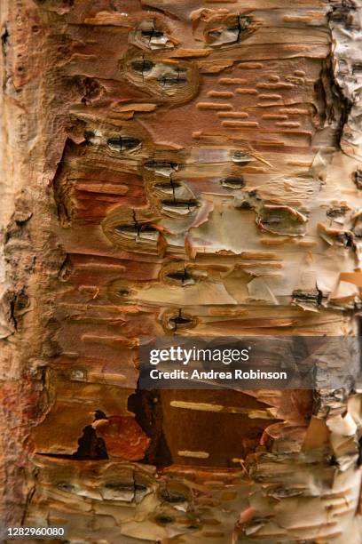 papery trunk of betula utilus, himalayan birch growing in the valley of flowers in the himalayas - himalayan birch stock pictures, royalty-free photos & images