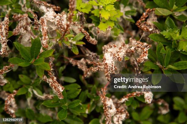 betula utilus, himalayan birch growing in the valley of flowers in the himalayas - himalayan birch stock pictures, royalty-free photos & images