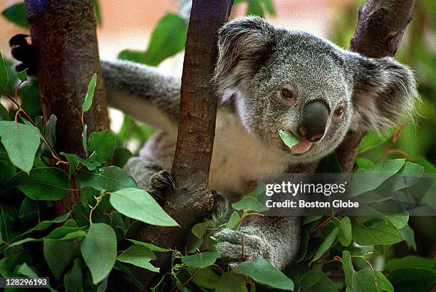 At the Franklin Park Zoo, Kiley, a 19-month-old koala is eating hard-to-get eucalyptus leaves. Kiley was expected to be returned to the Zoo, but...