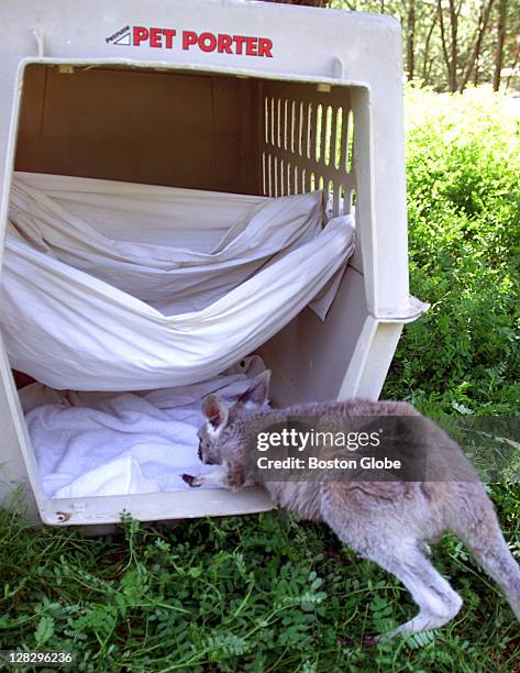 Month-old kangaroo walks to its pouch, made out of a bed sheet and suspended inside a dog pen, at the Franklin Park Zoo. Its mother died, and so it...