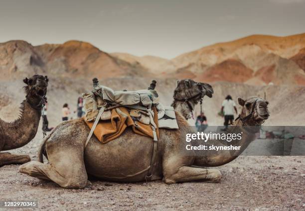 camels resting in the desert at timna park in israel. - eilat stock pictures, royalty-free photos & images