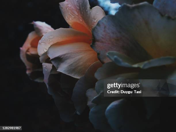 autumn atmosphare - black rose fotografías e imágenes de stock