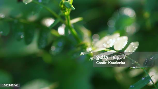 fresh dew drops on green acacia leaves in forest, close-up, copy space. freshness, purity of nature concept. fresh bubble drops on plants after rain - wet see through stock pictures, royalty-free photos & images