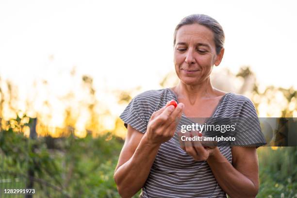 mature adult woman with fresh tomatoes in her garden - september garden stock pictures, royalty-free photos & images