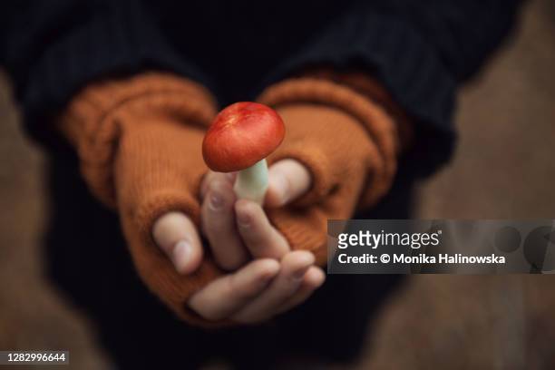 close-up of russula mushrooms with red caps in hands - fingerless glove imagens e fotografias de stock