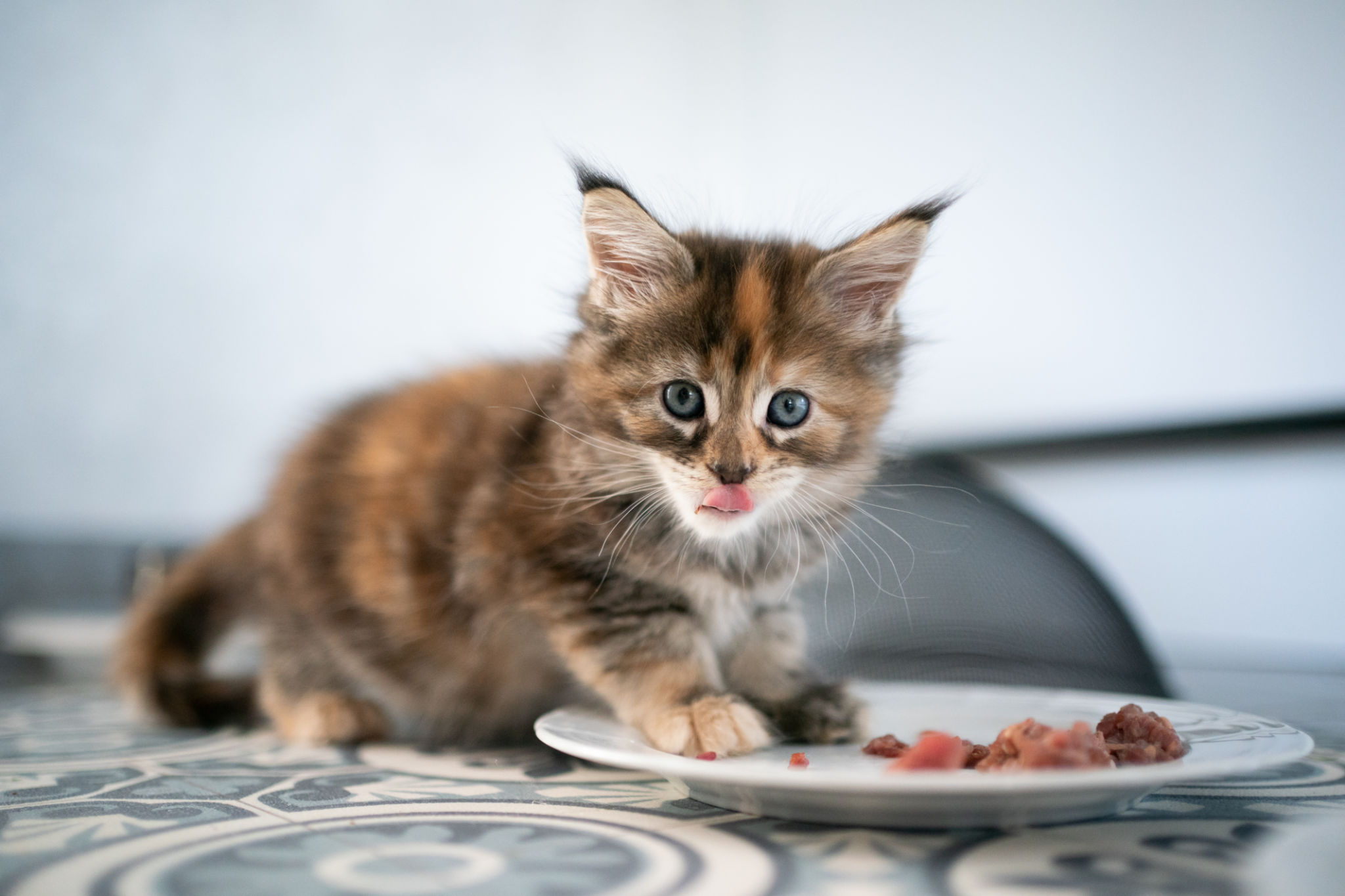 calico maine coon kitten eating cat food from dish calico maine coon kitten eating cat food from dish