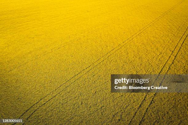 yellow rapeseed field - canola oil stock pictures, royalty-free photos & images