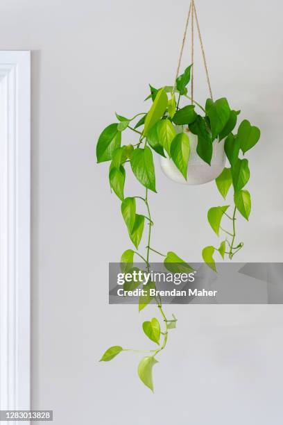 devils ivy golden pothos indoor plant vine in a hanging pot near doorway - epipremnum stock pictures, royalty-free photos & images