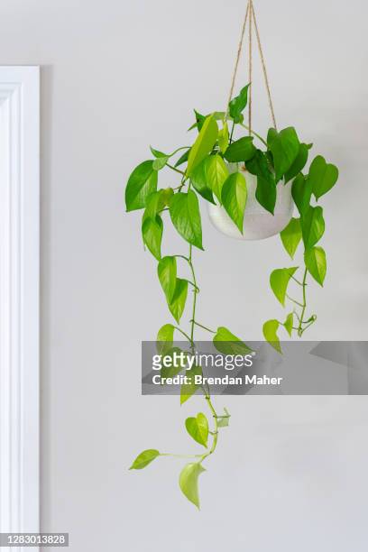 devils ivy golden pothos indoor plant vine in a hanging pot near doorway - vine plant imagens e fotografias de stock