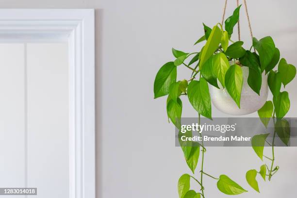 devils ivy golden pothos indoor plant vine in a hanging pot near doorway - pothos plant bildbanksfoton och bilder