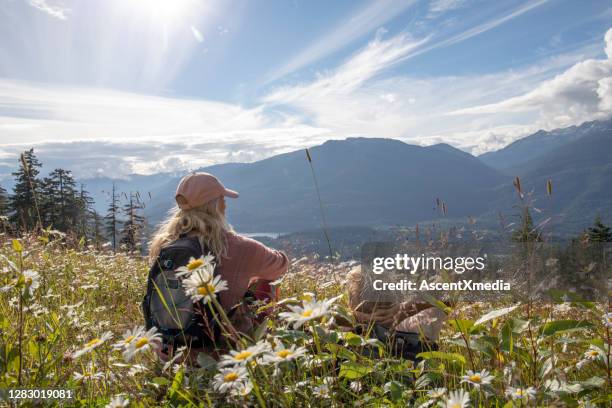 couples de randonnée se détend dans le pré alpin le matin - fleur sauvage photos et images de collection