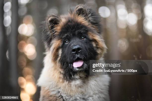 close-up portrait of dog in forest,hakadal,norway - akita inu stock pictures, royalty-free photos & images